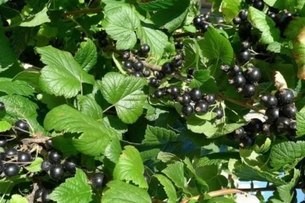 куст смородины Катюша