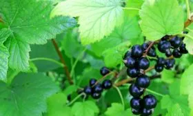 листья Катюши