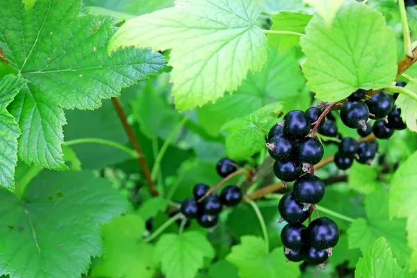 листья Катюши