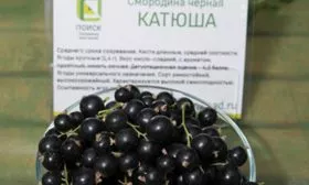 ягоды смородины Катюша