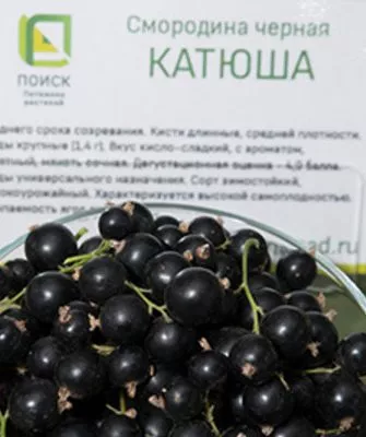 ягоды смородины Катюша