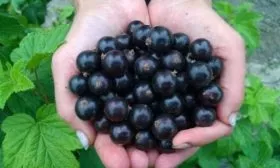 ягоды сорта Катюша