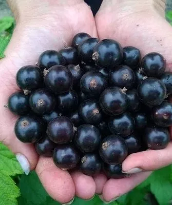 ягоды сорта Катюша