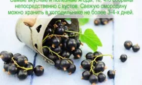 сроки хранения черной смородины Катюша в холодильнике