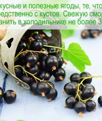 сроки хранения черной смородины Катюша в холодильнике