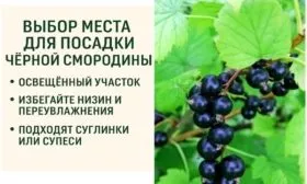 выбор места для посадки смородины Каиюша