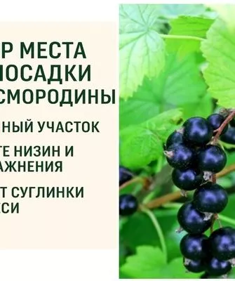 выбор места для посадки смородины Каиюша