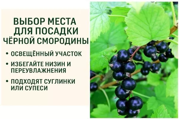выбор места для посадки смородины Каиюша