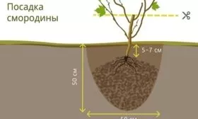 посадка смородины Катюша