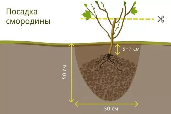 посадка смородины Катюша