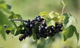 смородина Санюта, ветка