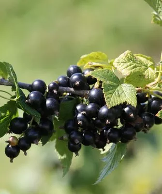 смородина Санюта, ветка