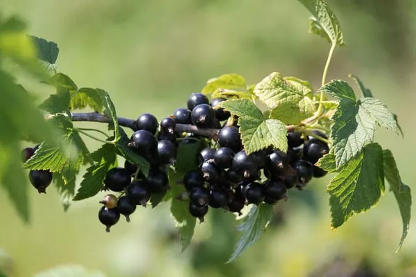 смородина Санюта, ветка