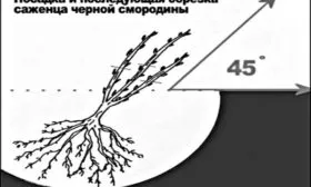 правильная посадка смородины Санюта