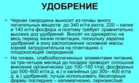 удобрение смородины Санюта