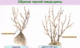 обрезка смородины Санюта