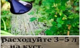 полив смородины Санюта