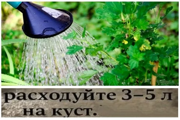 полив смородины Санюта