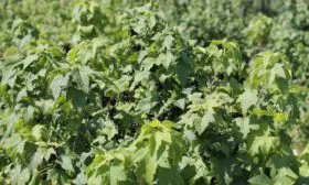 кусты Санюты