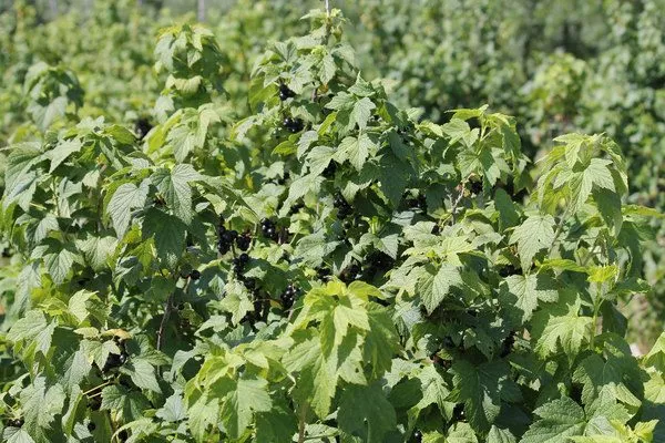 кусты Санюты