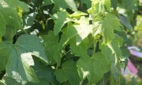 листья Санюты