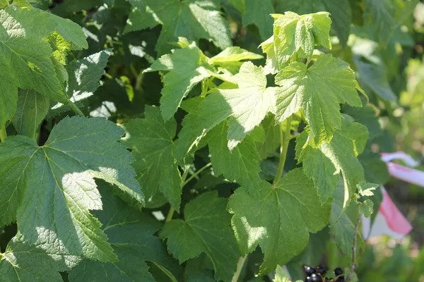 листья Санюты