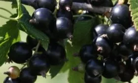 ягоды Санюты