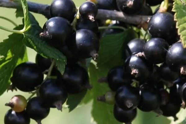 ягоды Санюты