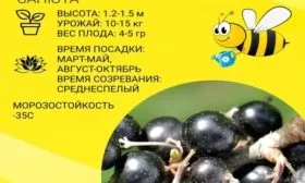 характеристики сорта Санюта