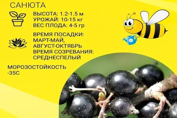 характеристики сорта Санюта