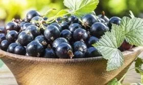 ягоды Санюты, урожай