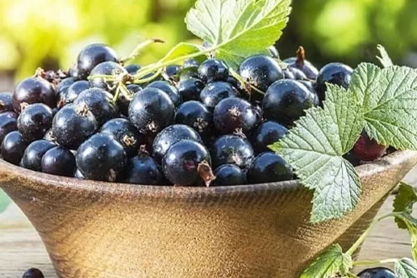 ягоды Санюты, урожай