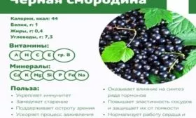 польза чёрной смородины Санюта