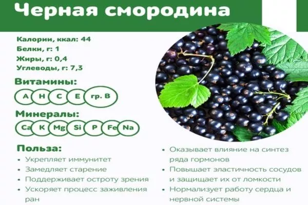 польза чёрной смородины Санюта