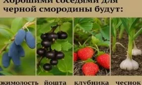 хорошие соседи для смородины Санюта