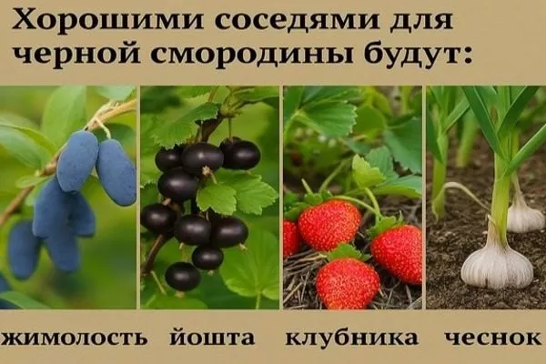 хорошие соседи для смородины Санюта