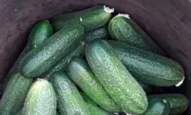 собранный урожай описание огурцов Диригент5333