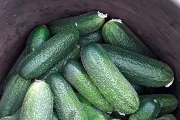 собранный урожай описание огурцов Диригент5333