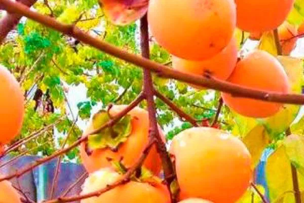 сорт хурмы Вебер16