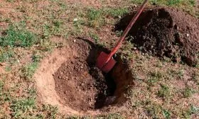 создают ямы для будущих саженцев Яблоня Голден Делишес24