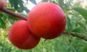 Созревание Слива Персиковая Мичурина15