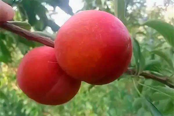 Созревание Слива Персиковая Мичурина15