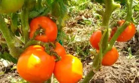 созревание томатов Званый вечер9