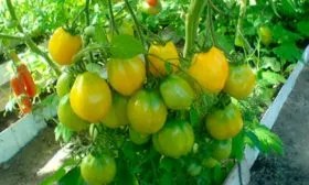 созревание томаты Чудо Света18