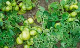 созревание томаты сорта Лабрадор14