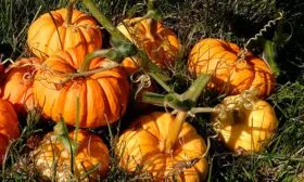 созревание тыквы Мандаринка8