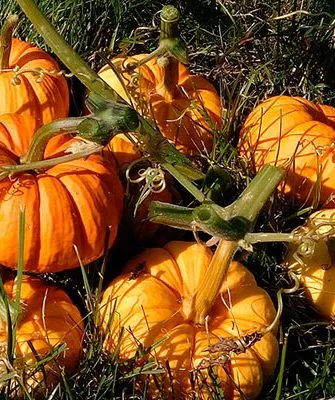 созревание тыквы Мандаринка8