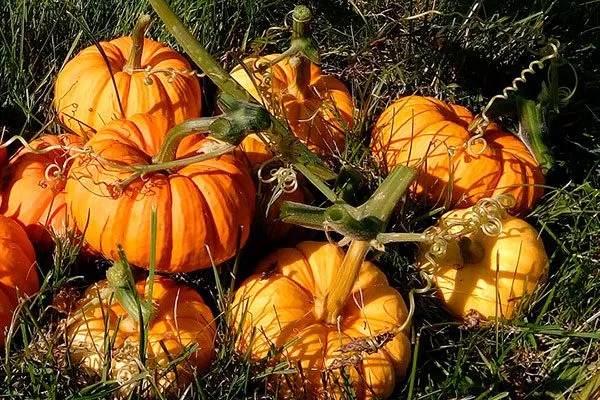 созревание тыквы Мандаринка8