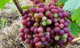 созревание винограда Родина21