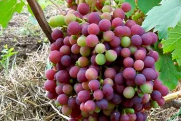 созревание винограда Родина21